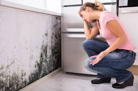 Best Mold Damage Restoration in USA